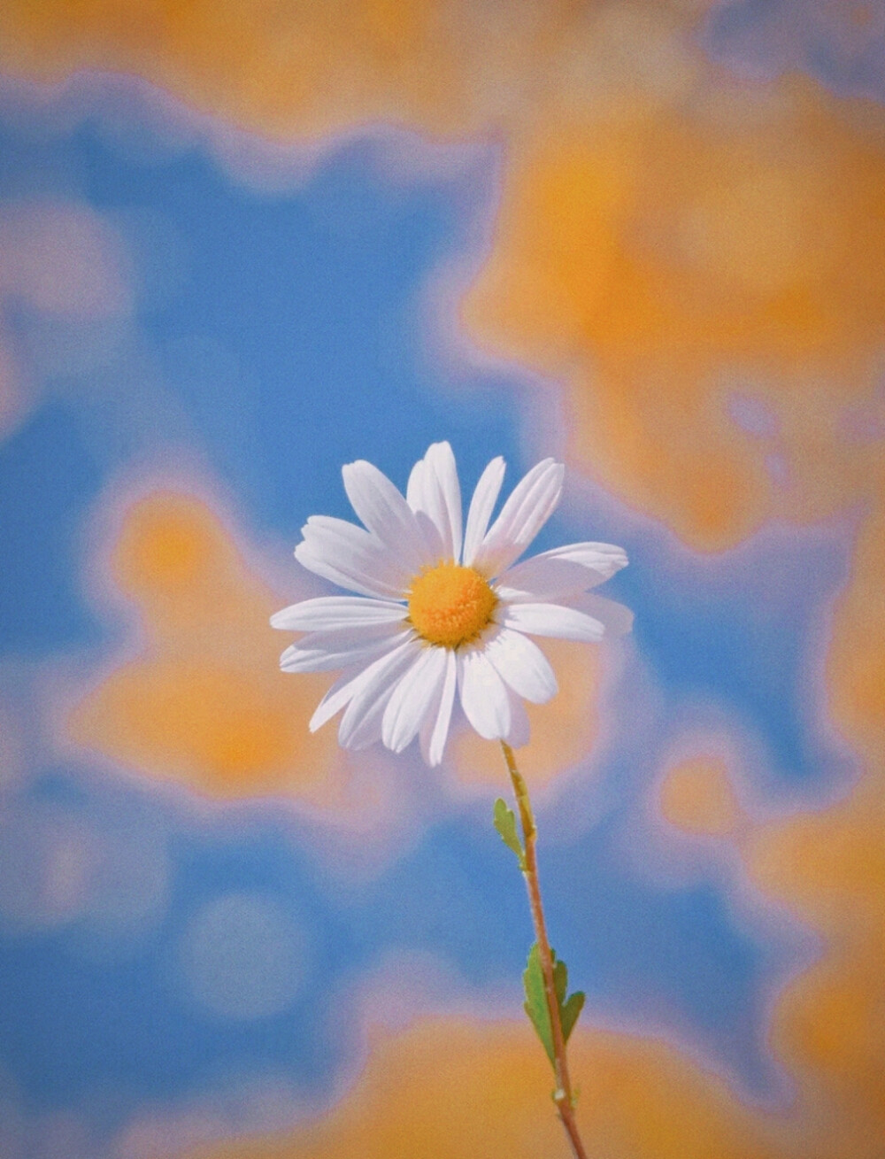 野雏菊壁纸
