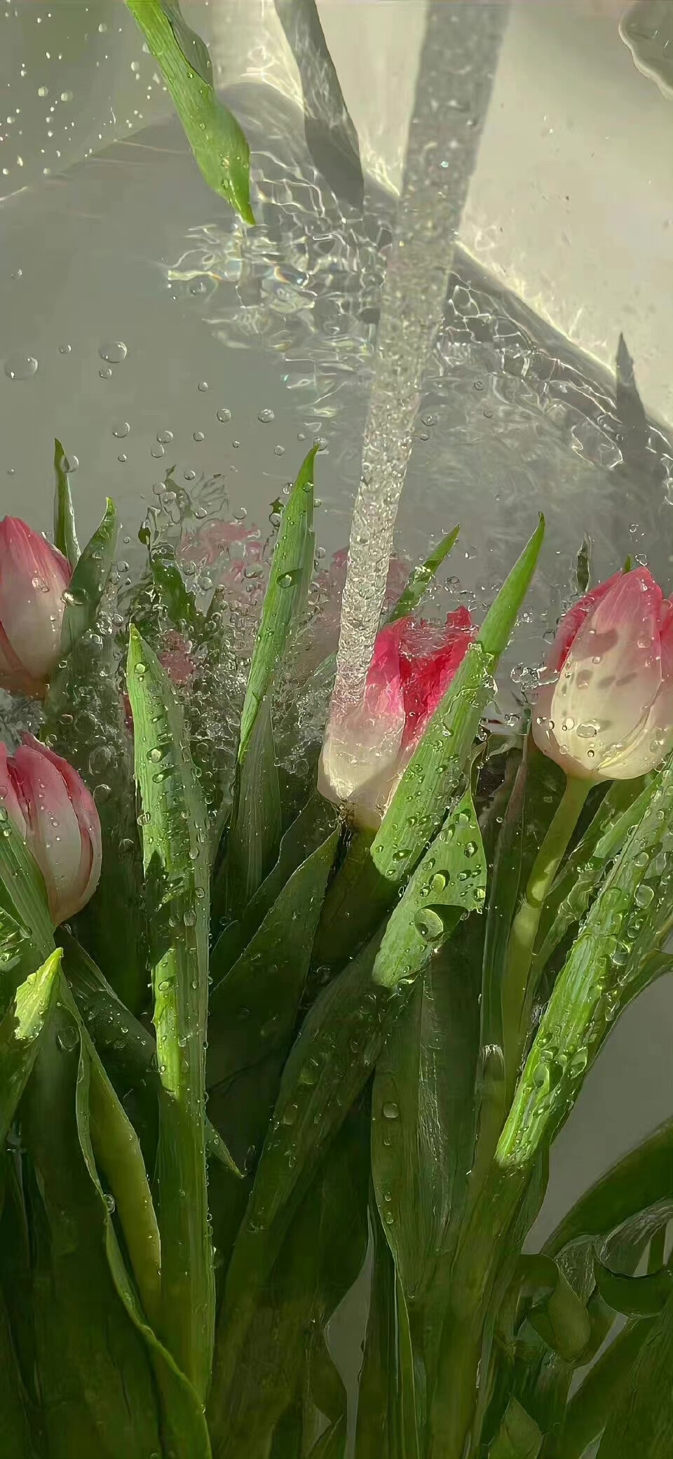 治愈系壁纸 | 鲜花壁纸 | 素质拿图