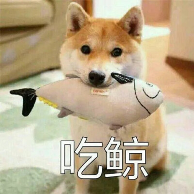 柴犬表情包