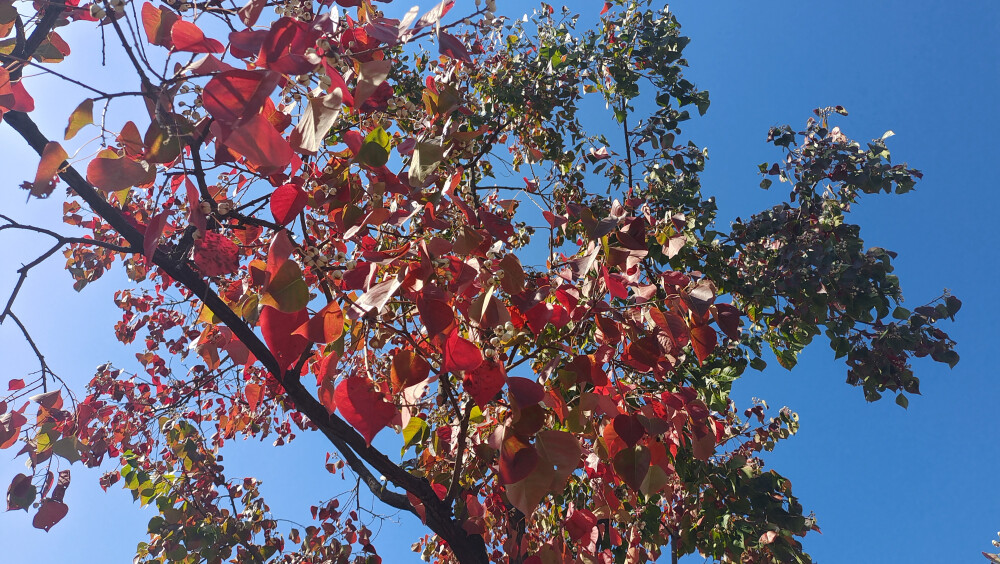 美丽吉安之冬韵:乌桕叶红 风景迷人