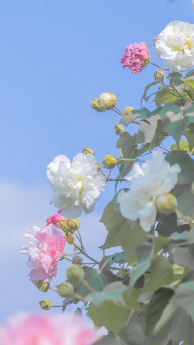 水边无数木芙蓉，露染燕脂色未浓。
正似美人初醉著，强抬青镜欲妆慵。
:木芙蓉