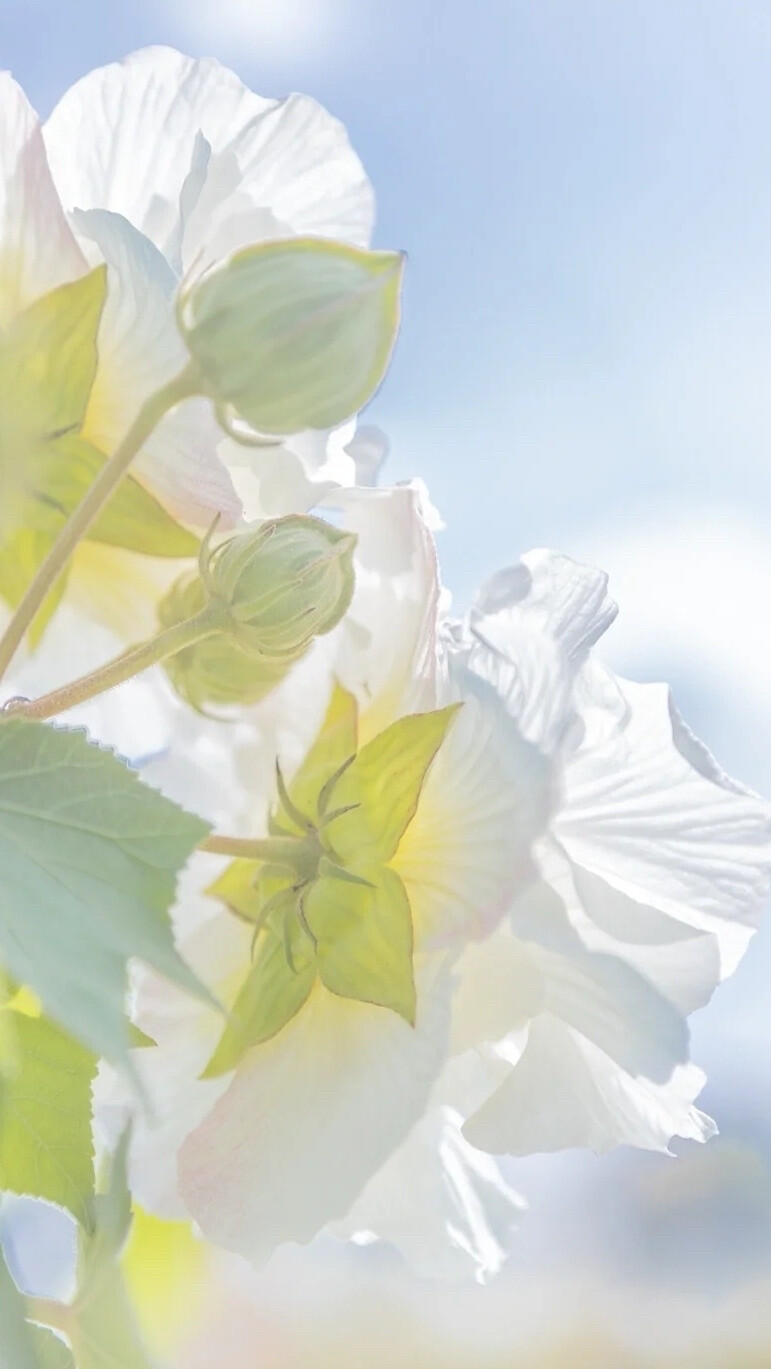 水边无数木芙蓉，露染燕脂色未浓。
正似美人初醉著，强抬青镜欲妆慵。
:木芙蓉