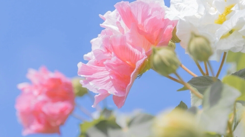 水边无数木芙蓉，露染燕脂色未浓。
正似美人初醉著，强抬青镜欲妆慵。
:木芙蓉