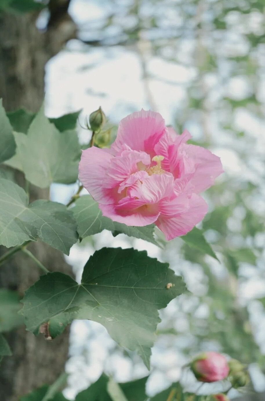 水边无数木芙蓉，露染燕脂色未浓。
正似美人初醉著，强抬青镜欲妆慵。
:木芙蓉