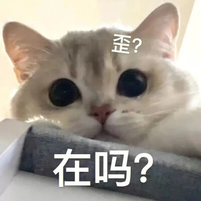 猫咪表情包