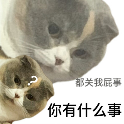 猫咪表情包