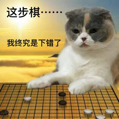 猫咪表情包