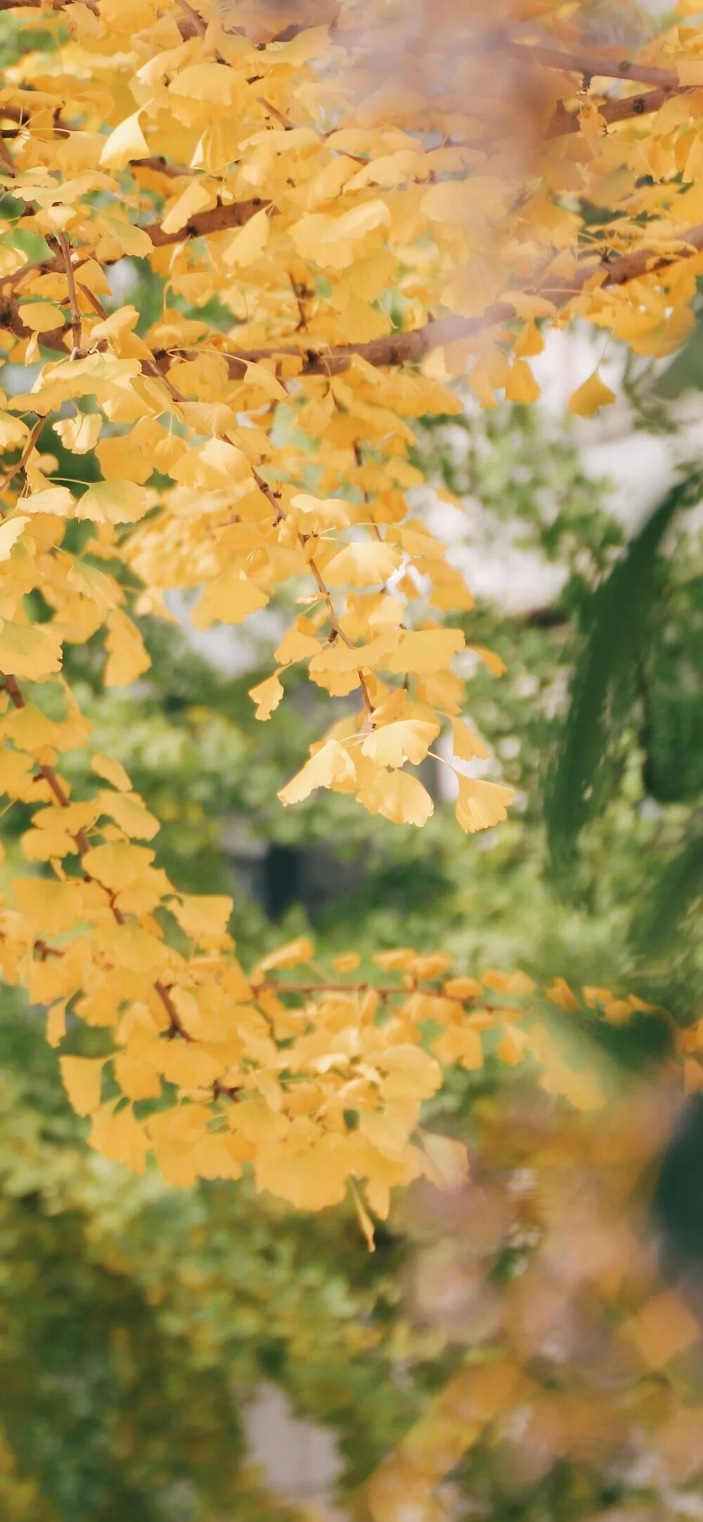 手机壁纸
图源网络