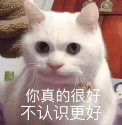 表情包
猫