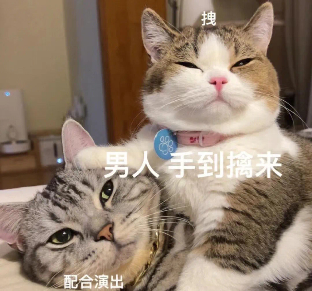 猫咪表情包