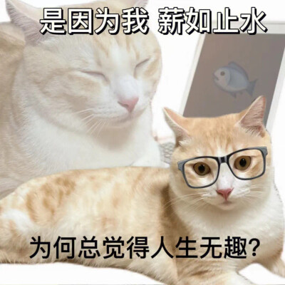 猫咪表情包