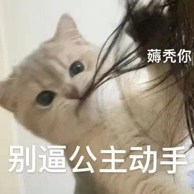 猫咪表情包