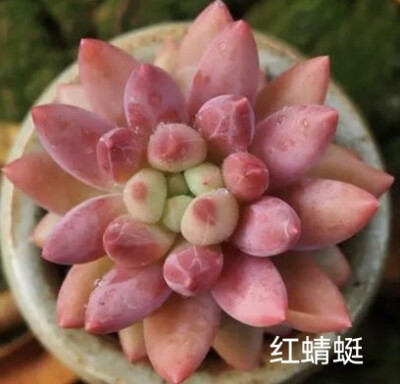 多肉植物合集