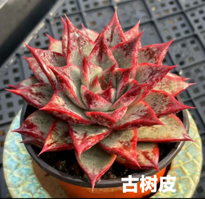 多肉植物合集