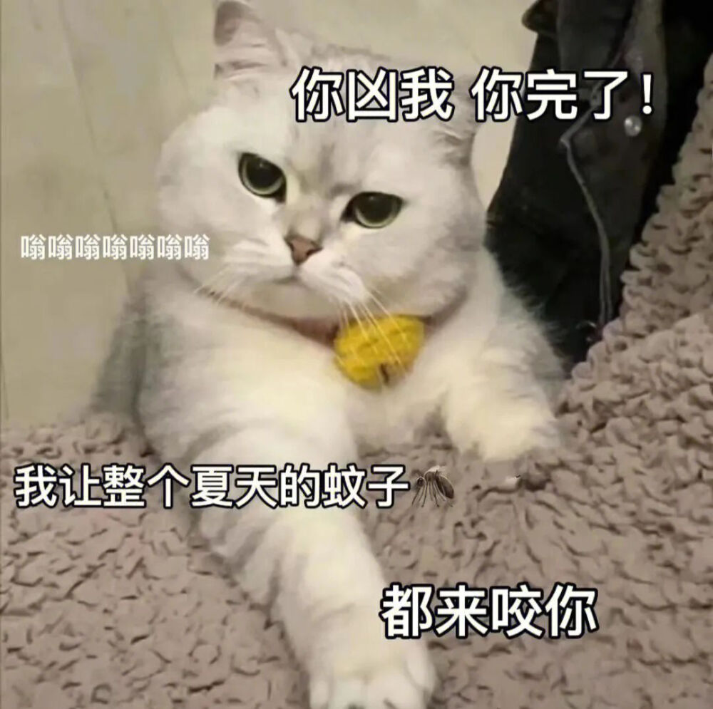 猫咪表情包