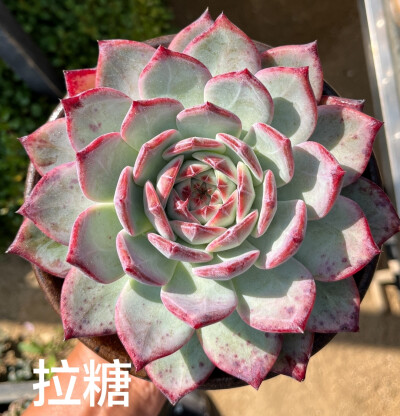 多肉植物合集