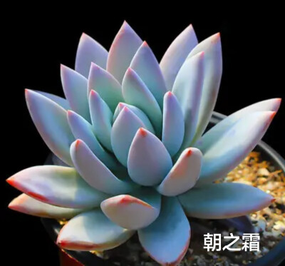 多肉植物合集