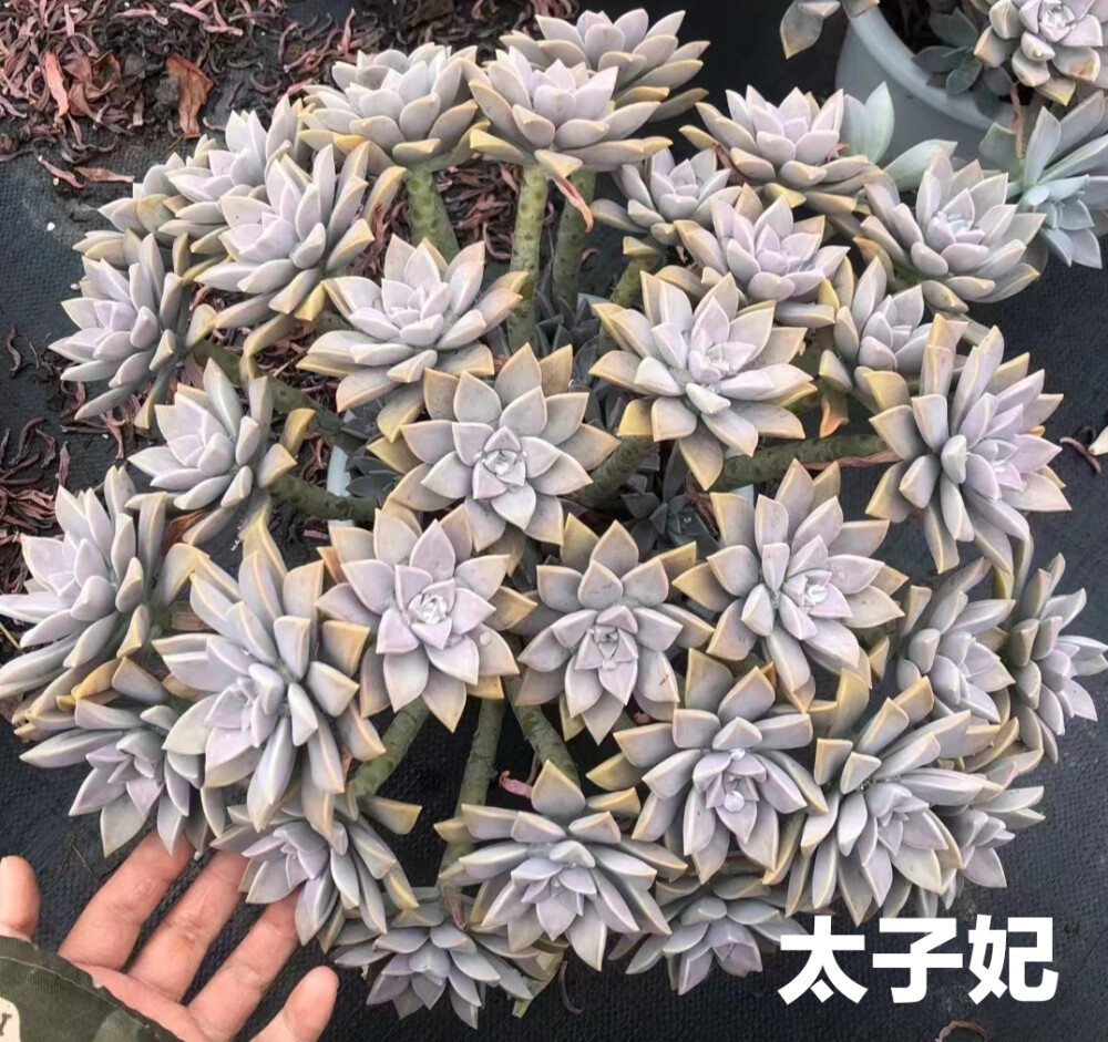 多肉植物合集