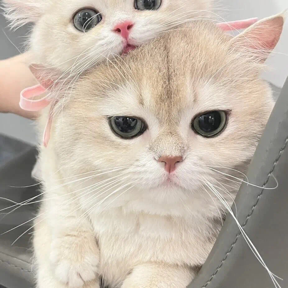 猫咪头像