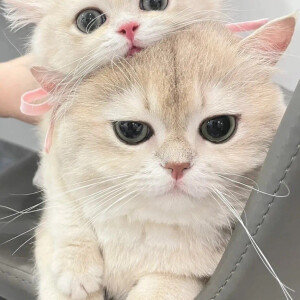 猫咪头像