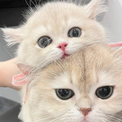 猫咪头像