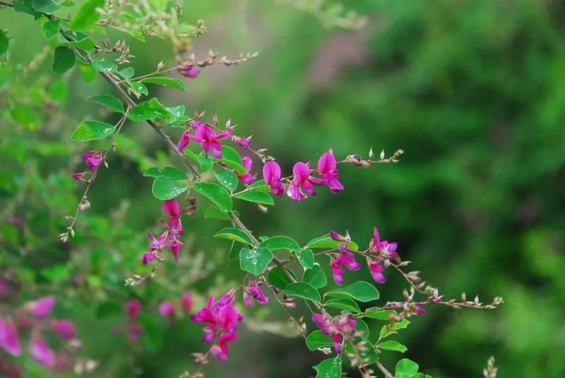 萩和古汉语中「萩」代指一种蒿类植物不同，日语中的「萩」翻译过来就是中文里的「胡枝子」。
豆科胡枝子属直立灌木，
7-9月份开紫红色小花，
9-10月结果。
我国从南至北都有分布。
