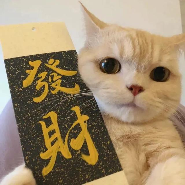 猫猫