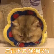 猫咪表情包