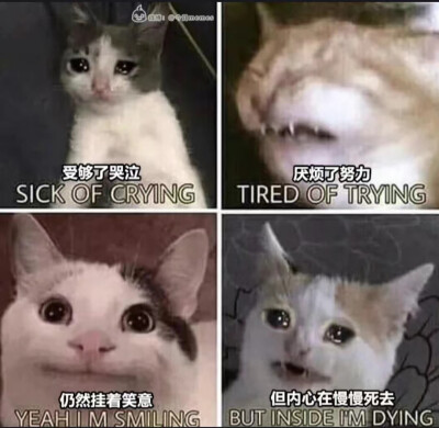 #表情包#流泪猫猫头#emo#