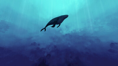 Lonely whale 