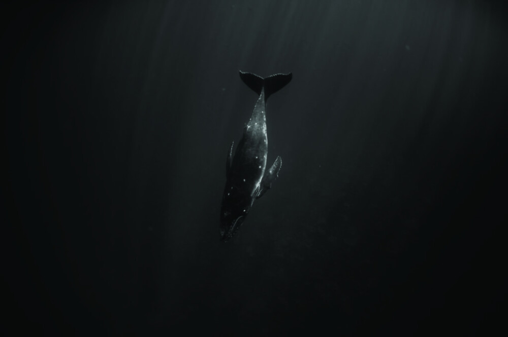 Lonely whale 