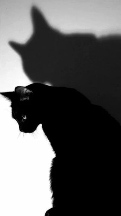 猫*Proud cat&Obsession