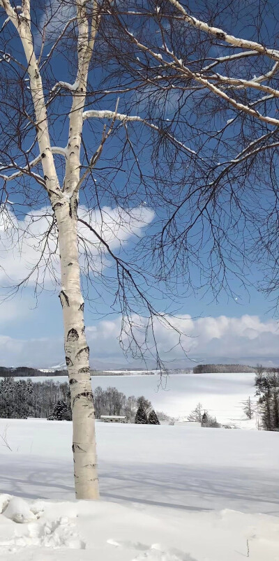 雪景壁纸