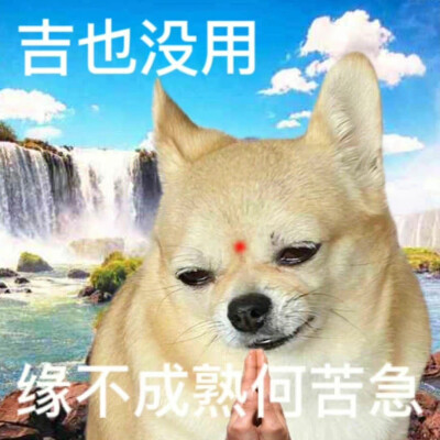 表情包