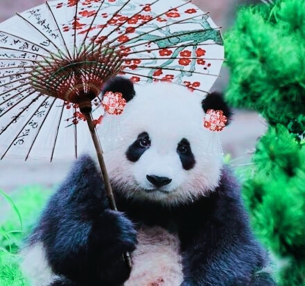 熊猫头像可爱清晰唯美图片