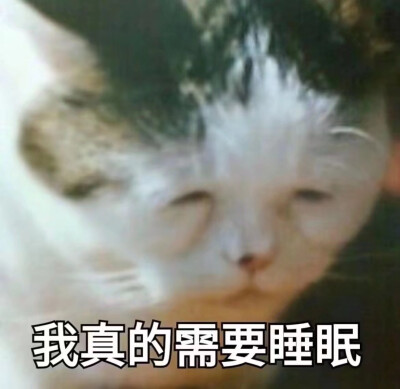 猹
表情包