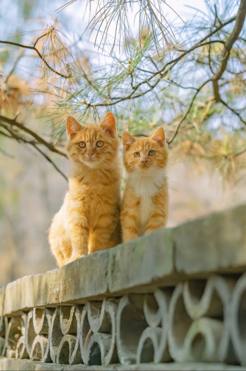 猫呜不停
街拍写真摄影师，八年来行走各地拍摄了上千万张猫片，被称为“行走的猫薄荷”。
