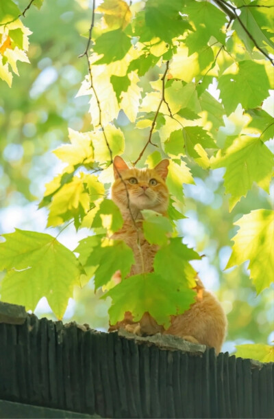 猫呜不停
街拍写真摄影师，八年来行走各地拍摄了上千万张猫片，被称为“行走的猫薄荷”。
