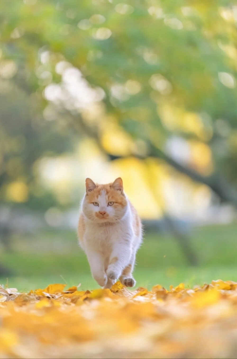 猫呜不停
街拍写真摄影师，八年来行走各地拍摄了上千万张猫片，被称为“行走的猫薄荷”。
