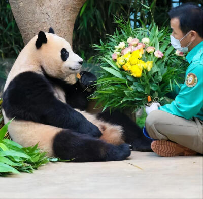 大熊猫福宝和饲养员爷爷