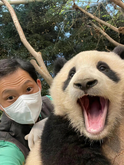 大熊猫福宝和饲养员爷爷