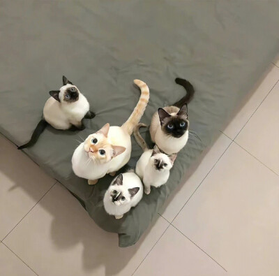 背景图|猫猫背景图修猫