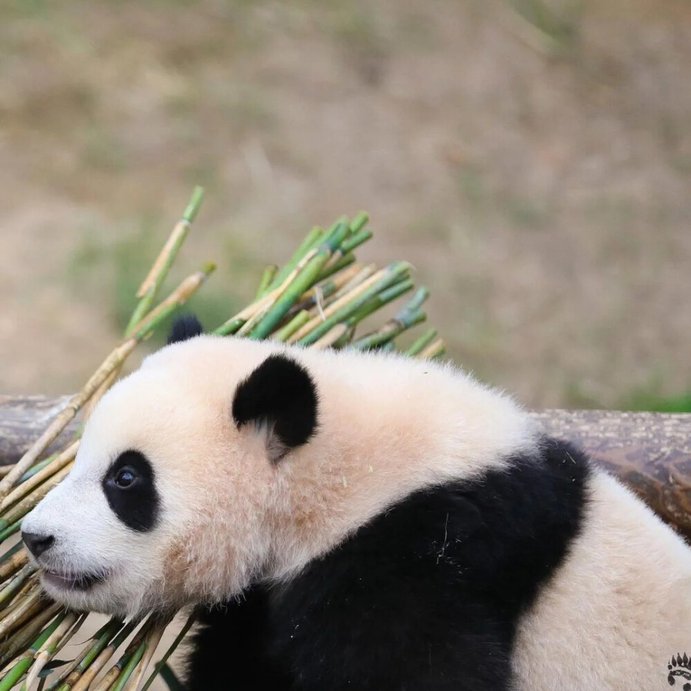 薰衣草灰捂眼熊猫壁纸图片