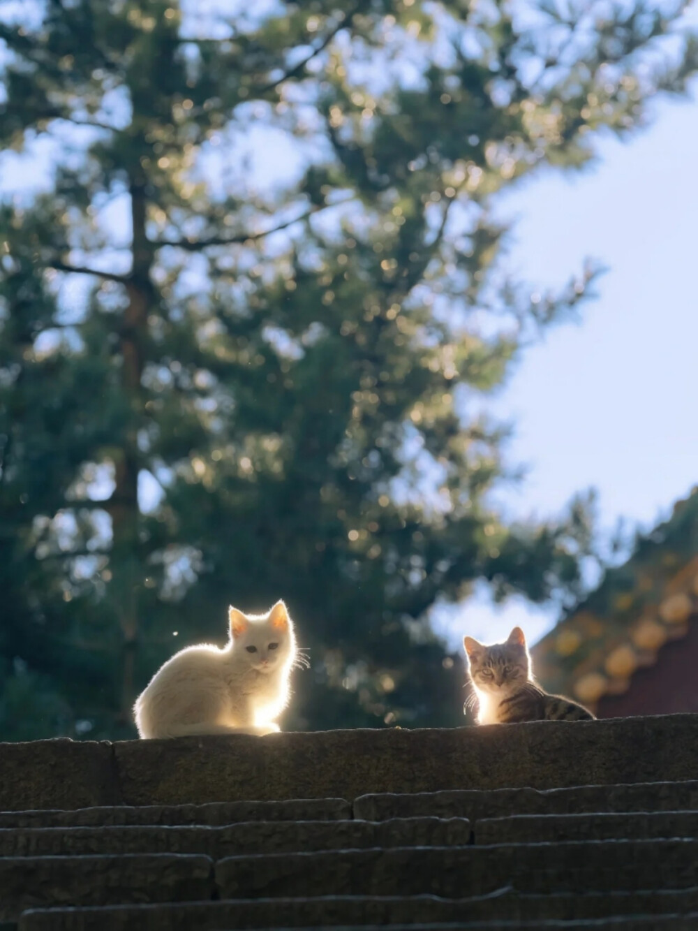 喵呜不停
街猫写真摄影师，八年来行走各地拍摄了上千万张猫片，被称为“行走的猫薄荷”。