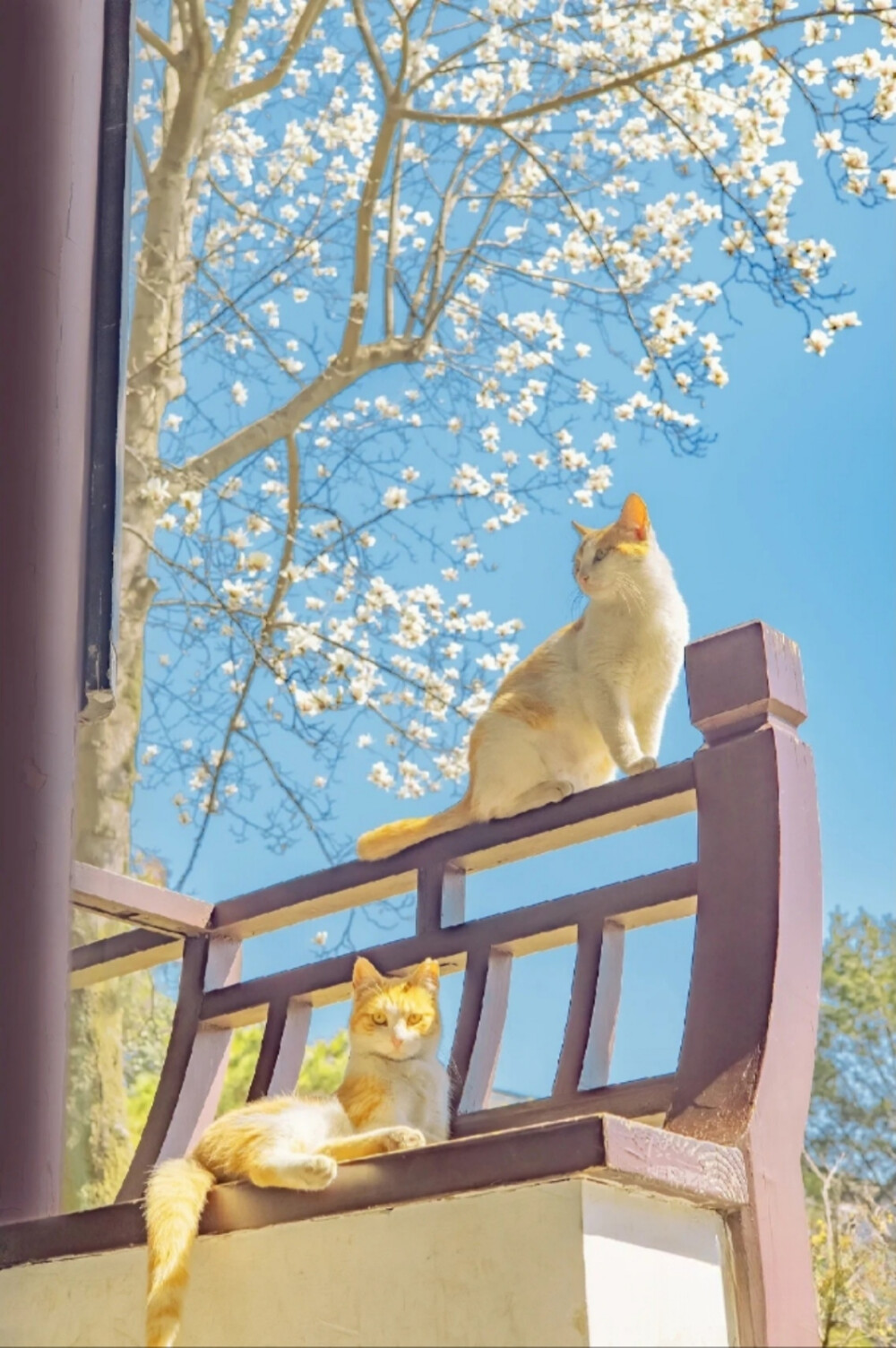 喵呜不停
街猫写真摄影师，八年来行走各地拍摄了上千万张猫片，被称为“行走的猫薄荷”。