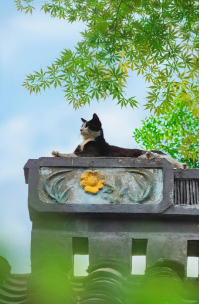 喵呜不停
街猫写真摄影师，八年来行走各地拍摄了上千万张猫片，被称为“行走的猫薄荷”。