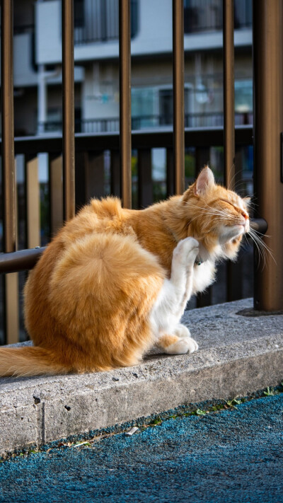 谁不爱猫猫呢～