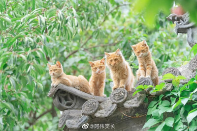 谁不爱猫猫呢～