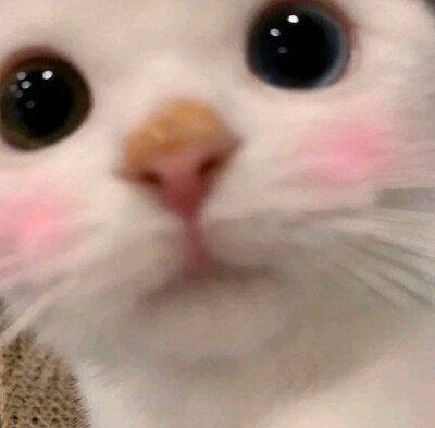 可爱˃ ⌑ ˂自截