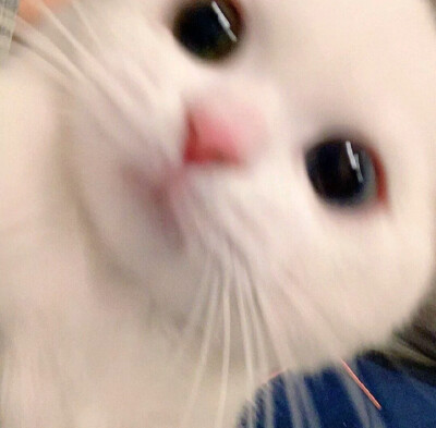 可爱˃ ⌑ ˂自截